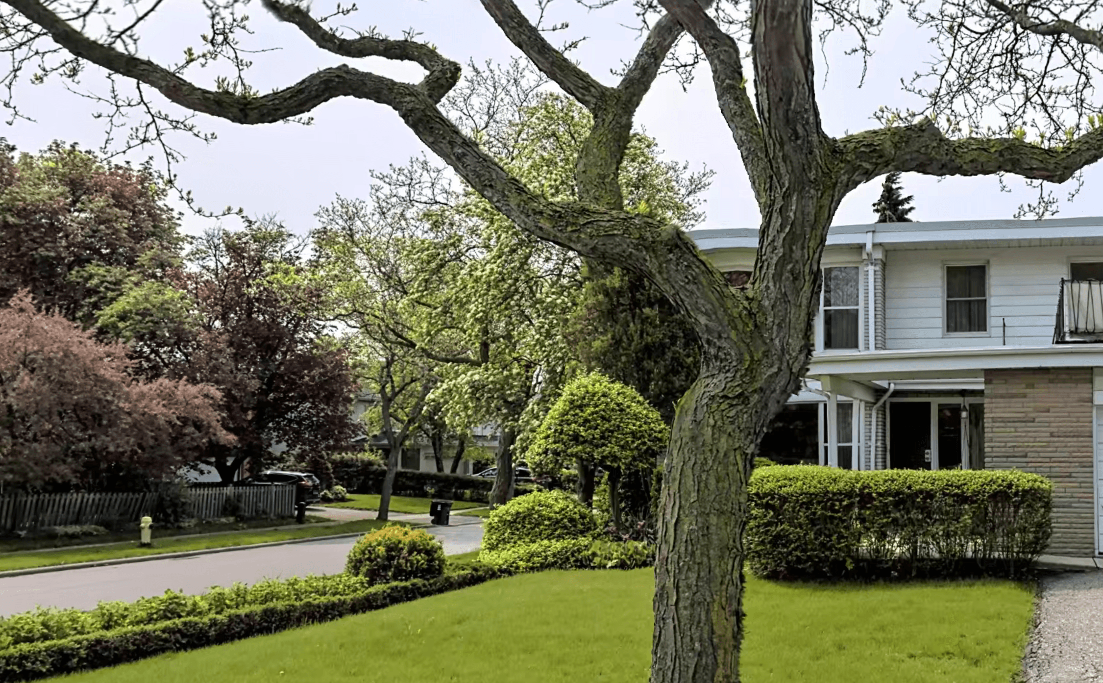 Gnarled tree branches frame a white suburban house with a green lawn and blooming trees.