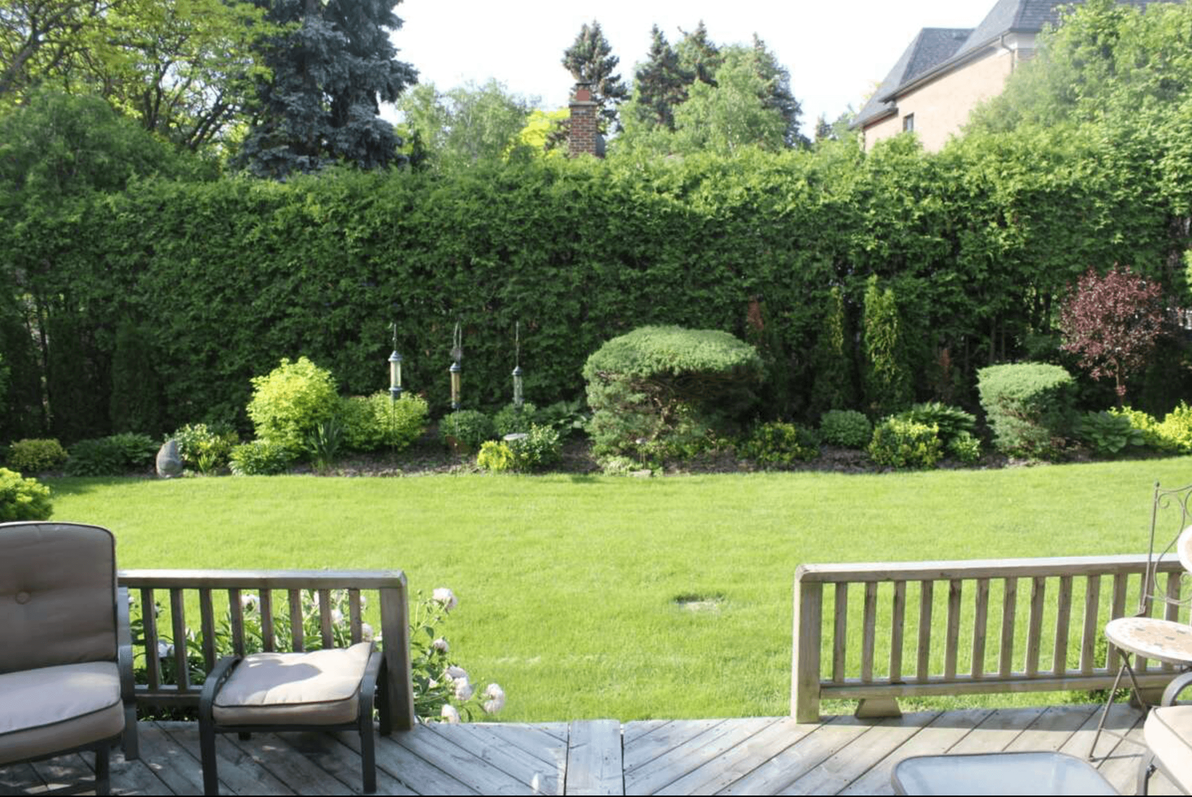 View from a wooden deck of a manicured green lawn and tall privacy hedge.