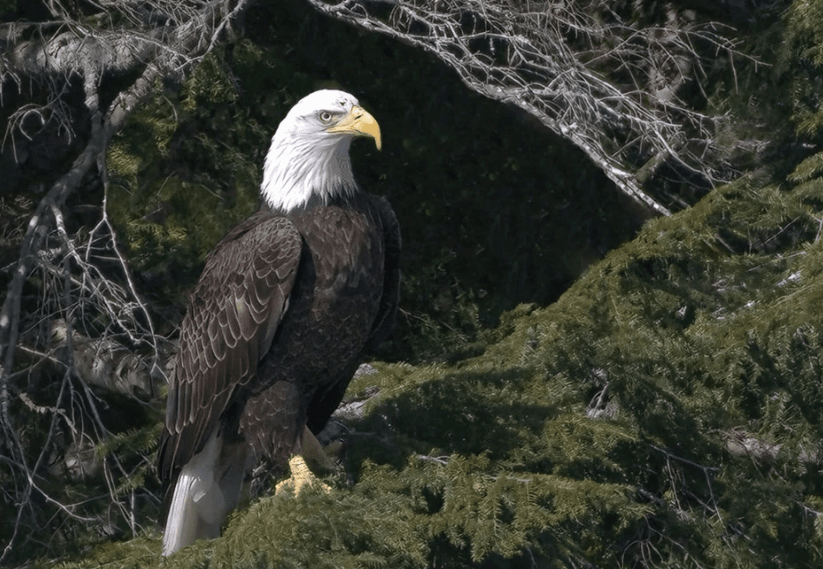 Bald eagle with white head and yellow beak perched on a green evergreen branch.