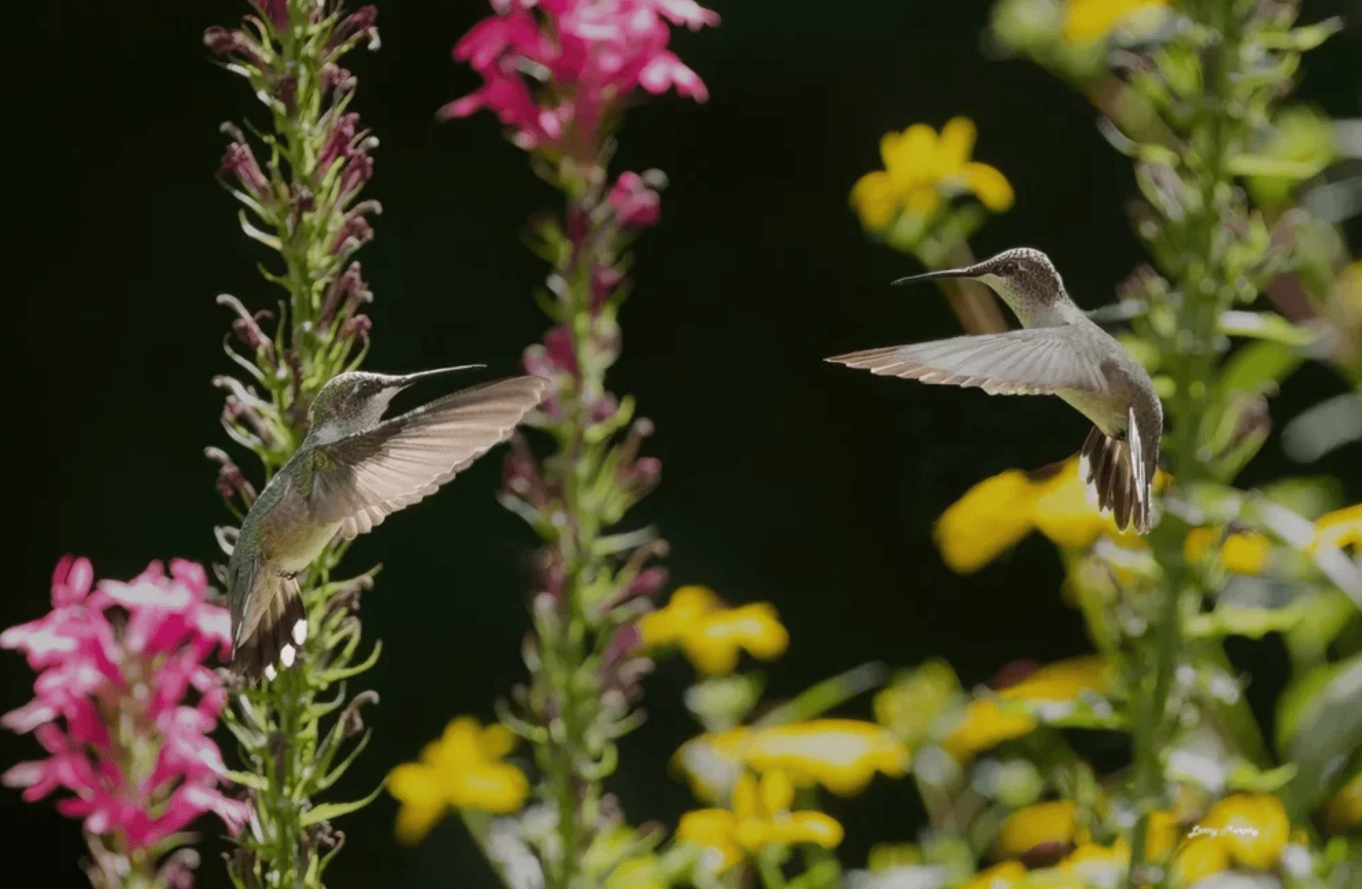 Two hummingbirds hover face-to-face amidst bright pink and yellow flowers against a dark background.