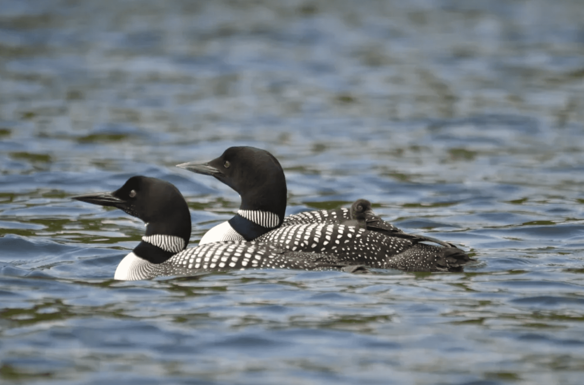 Two common loons swimming on a lake, one carrying a small chick on its back.
