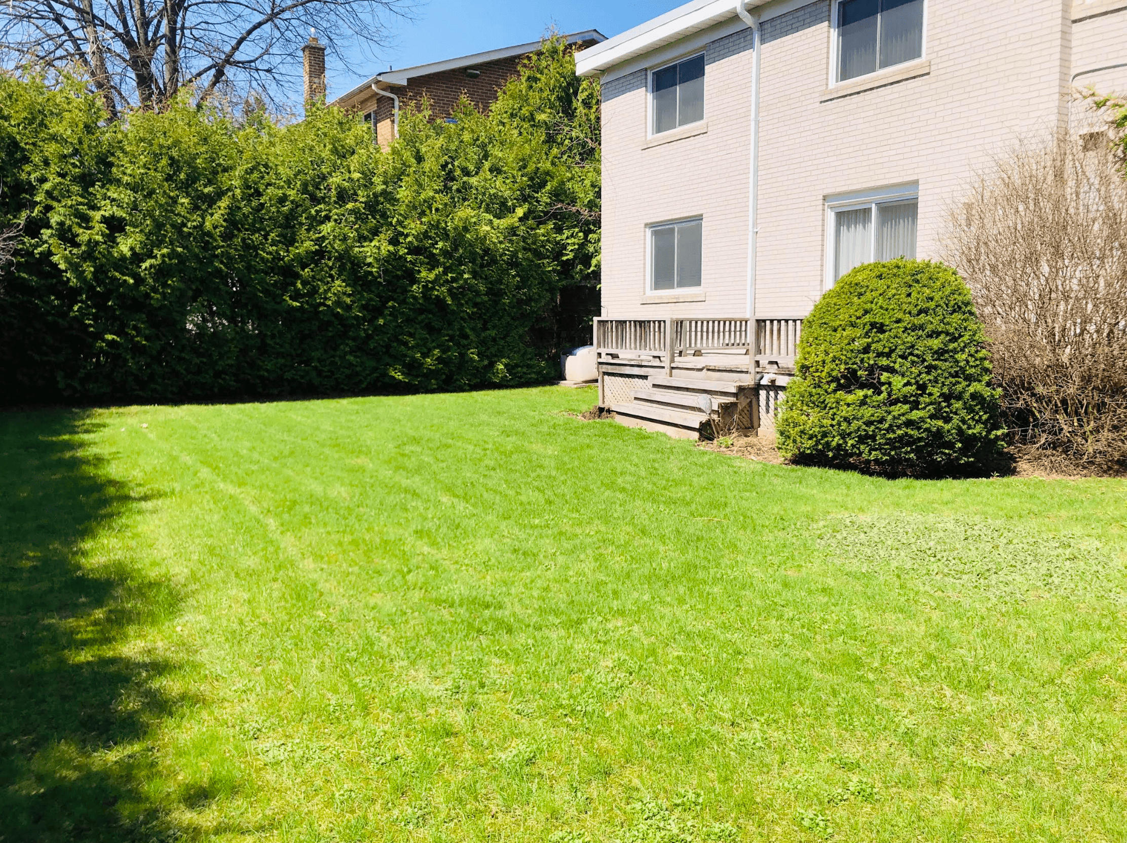 Sunny backyard with green lawn, light brick house, wooden deck, and tall green hedge.